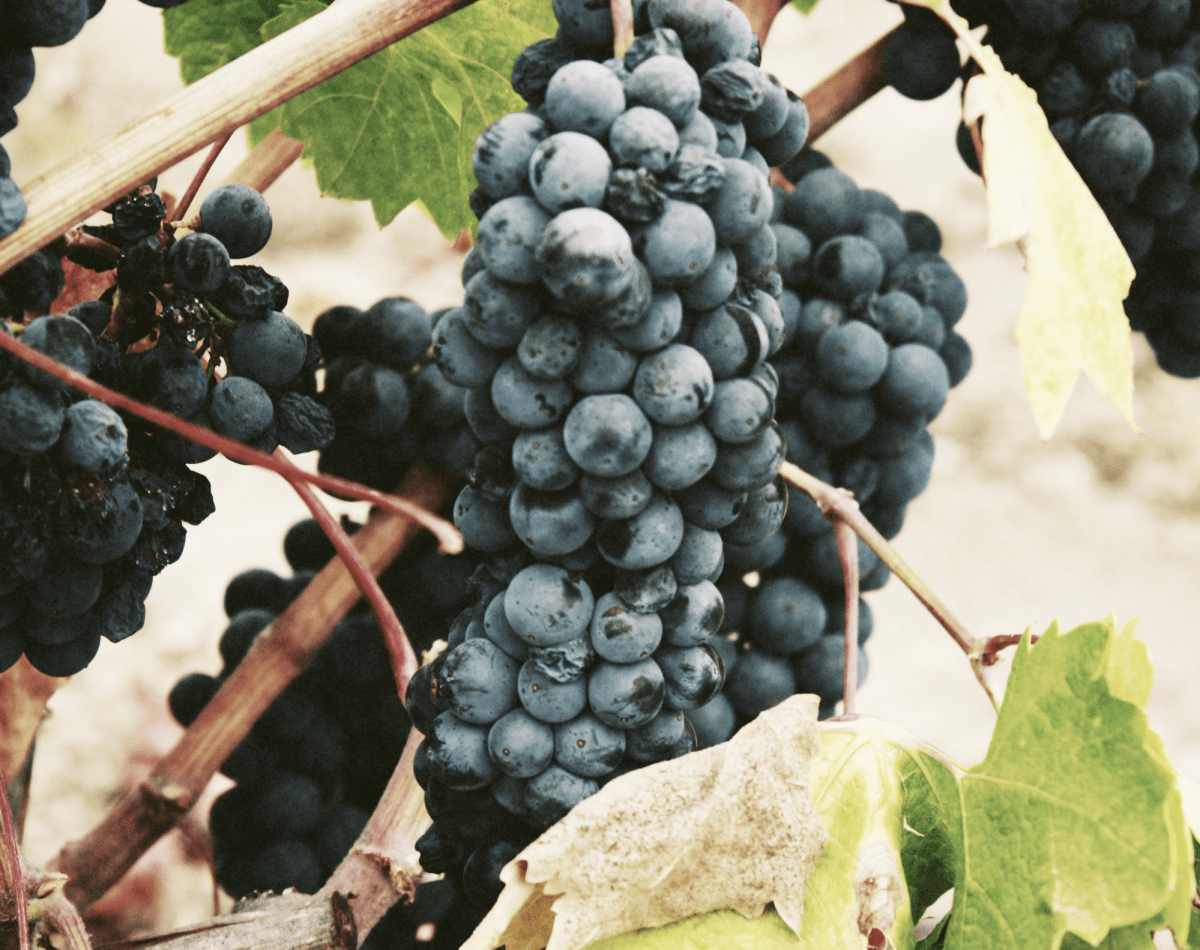 Septembre Est Rond Comme Un Raisin LA PLEINE SAISON DU RAISIN - CLAIRIÈRÉ & CANOPÉE