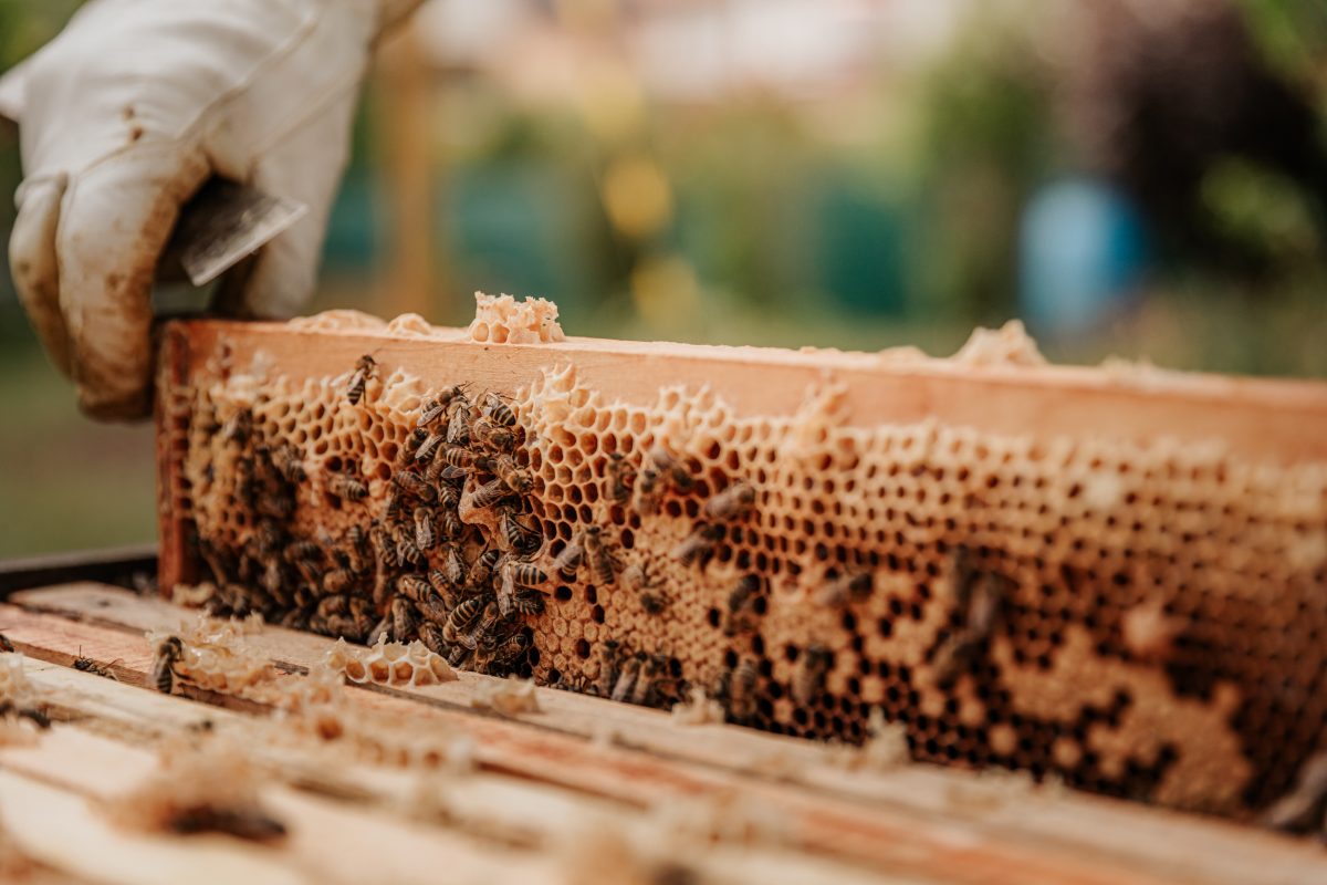 immunité naturelle grâce aux produits de la ruche